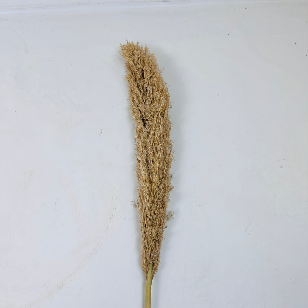 Pampa Grass Decor Item