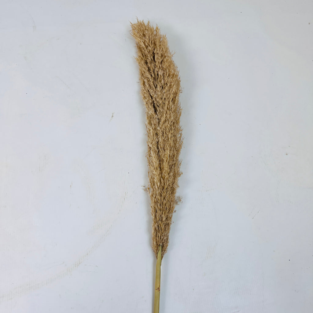 Pampa Grass Decor Item