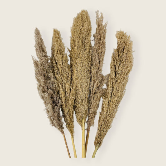 Pampa Grass Decor Item